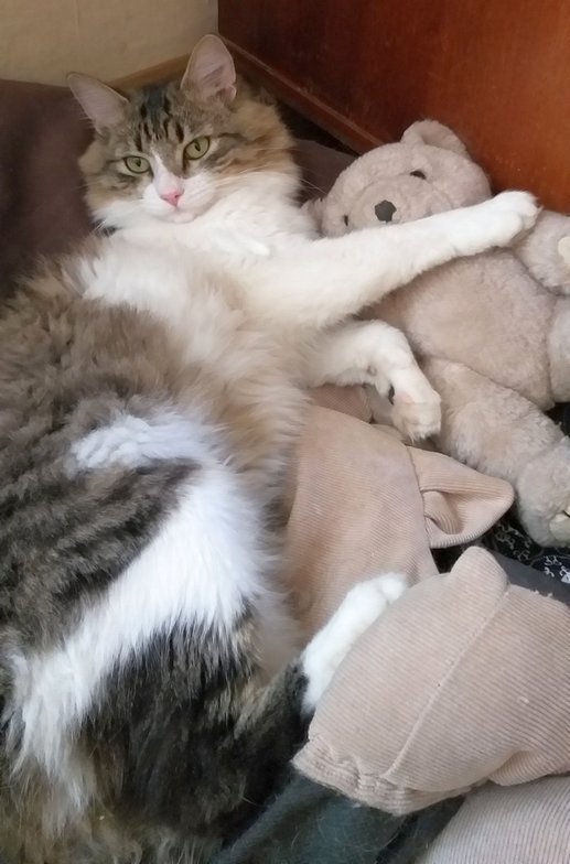 Грустные истории бездомных животных: где найти себе верного друга в Днепре 15