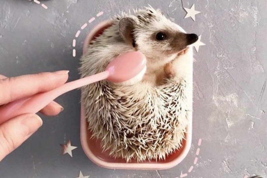 Хищник в домашних условиях: как содержать ежиков в квартире 2