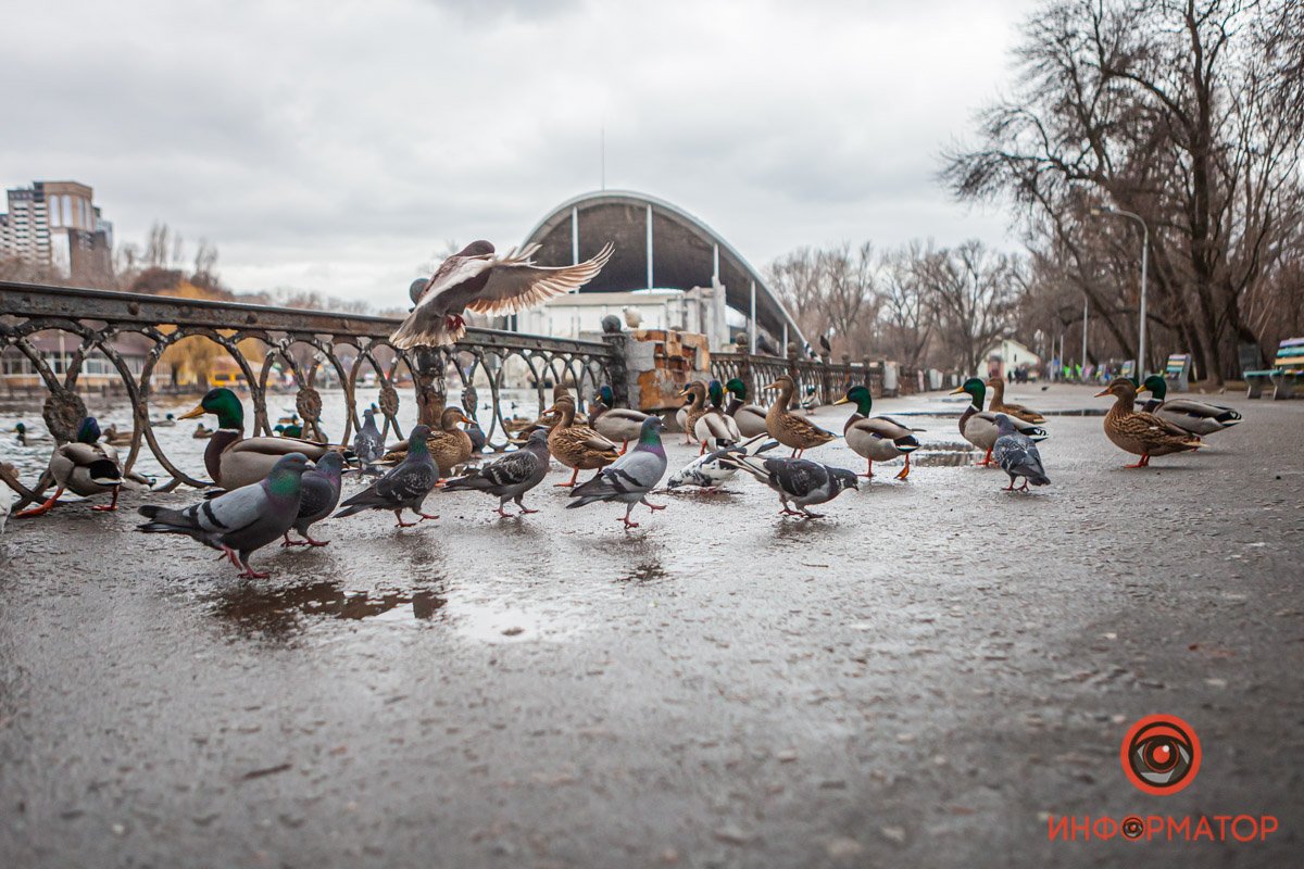 Утки вышли вместе с ней