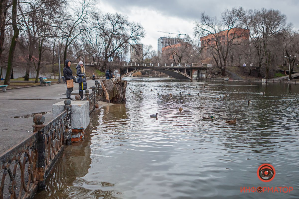 Теперь водоплавающих можно кормить и на суше