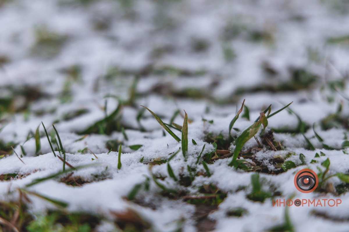 Ищем подснежники Ищем подснежники