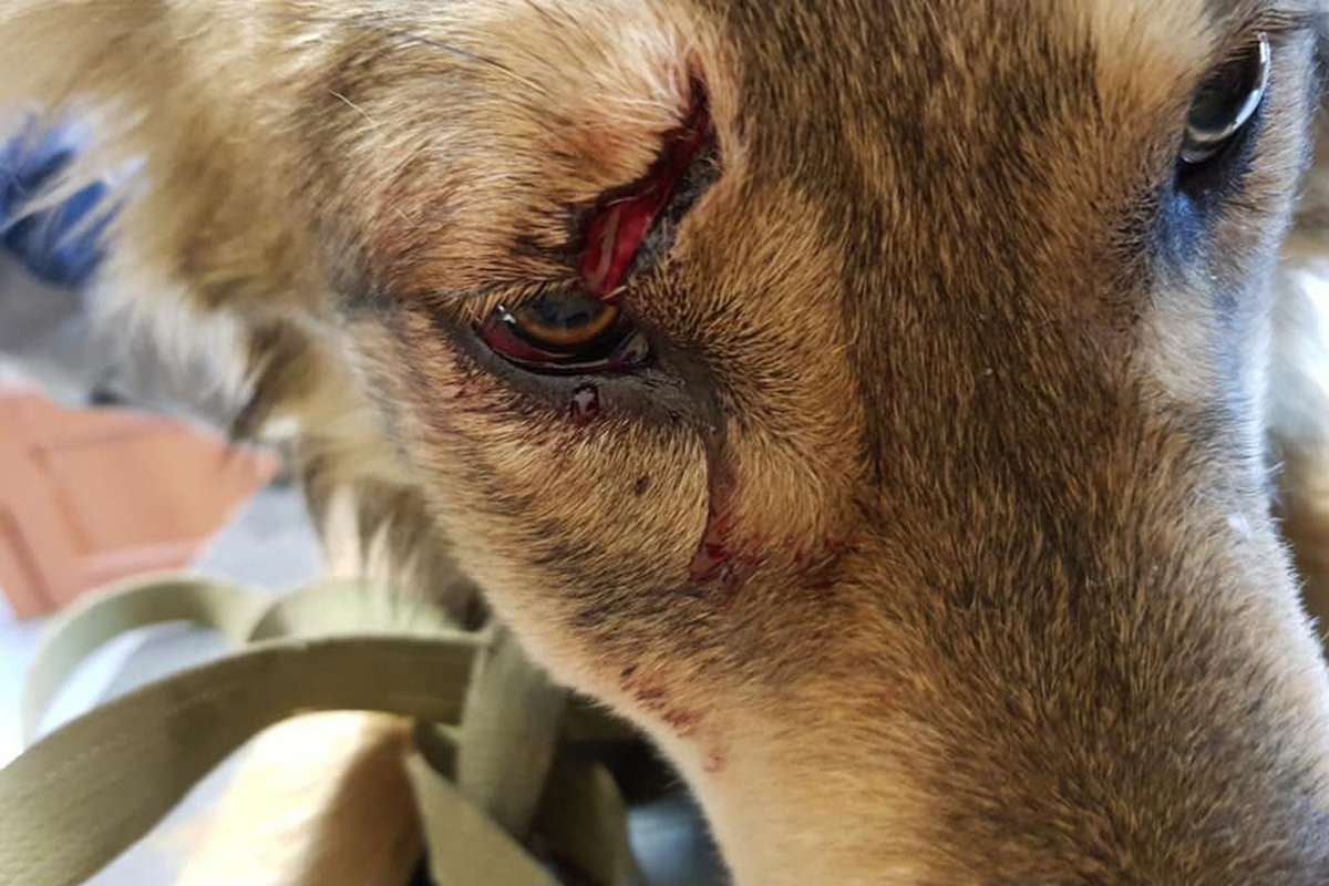 Гарольда сбил поезд Гарольда сбил поезд