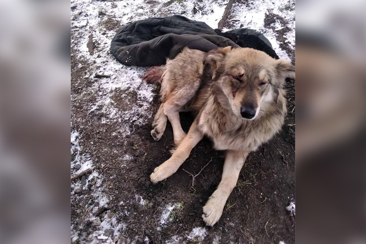 Пес нуждается в срочной помощи Пес нуждается в срочной помощи