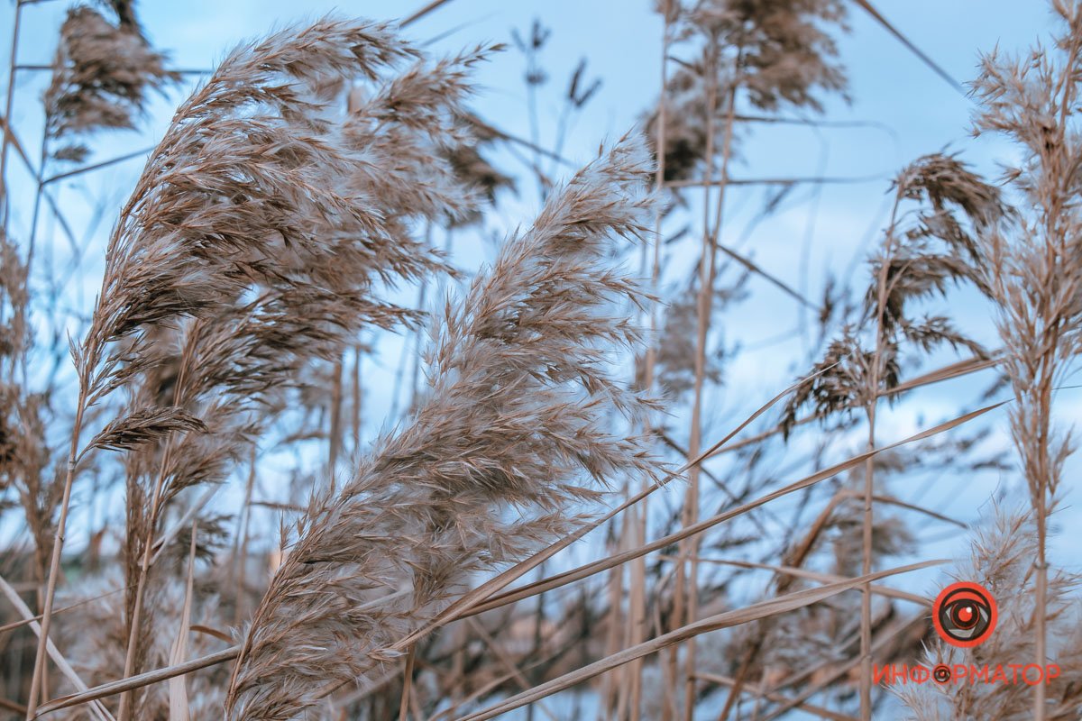 Колышутся на ветру