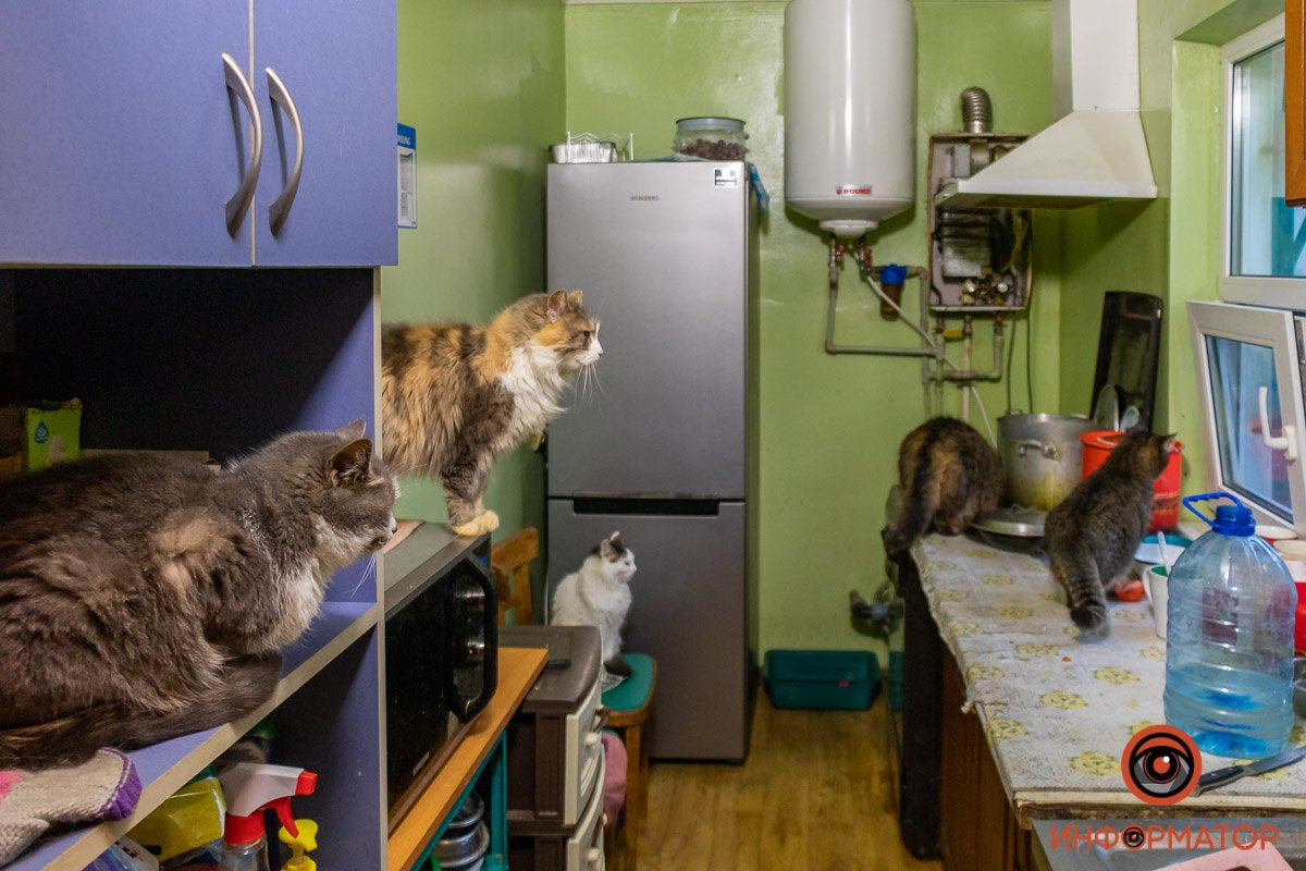 Котам мокро