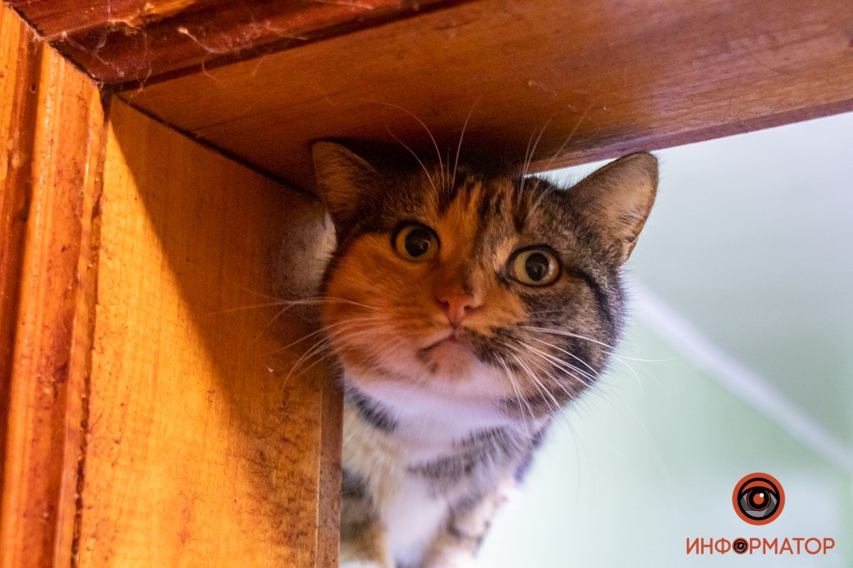 Привет, друг