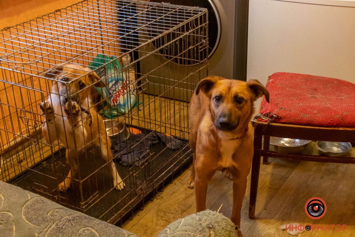 Время завести себе собаку