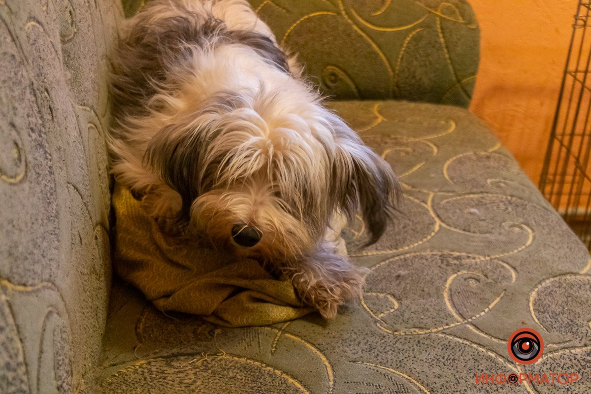 Собакам нужен уход