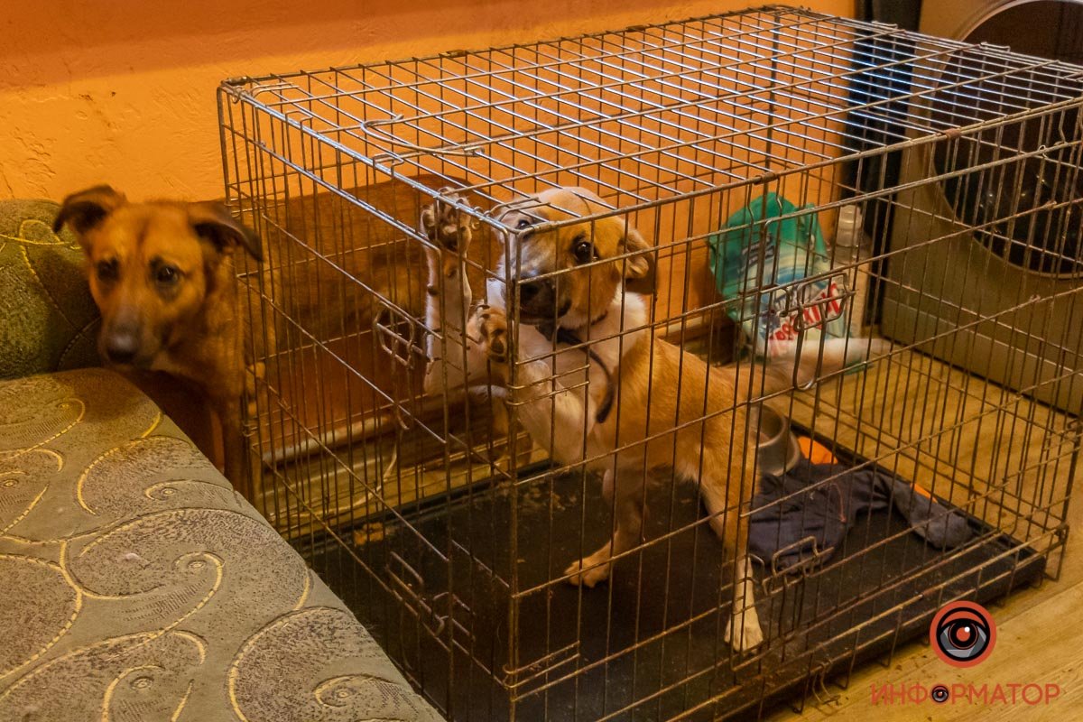 Ребенок пока на карантине, поэтому ждет в клетке :(