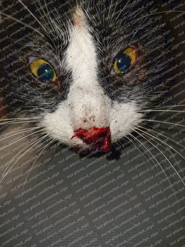 У котика черепно-мозговая травма, множественные открытые раны, возможен перелом ребер и таза