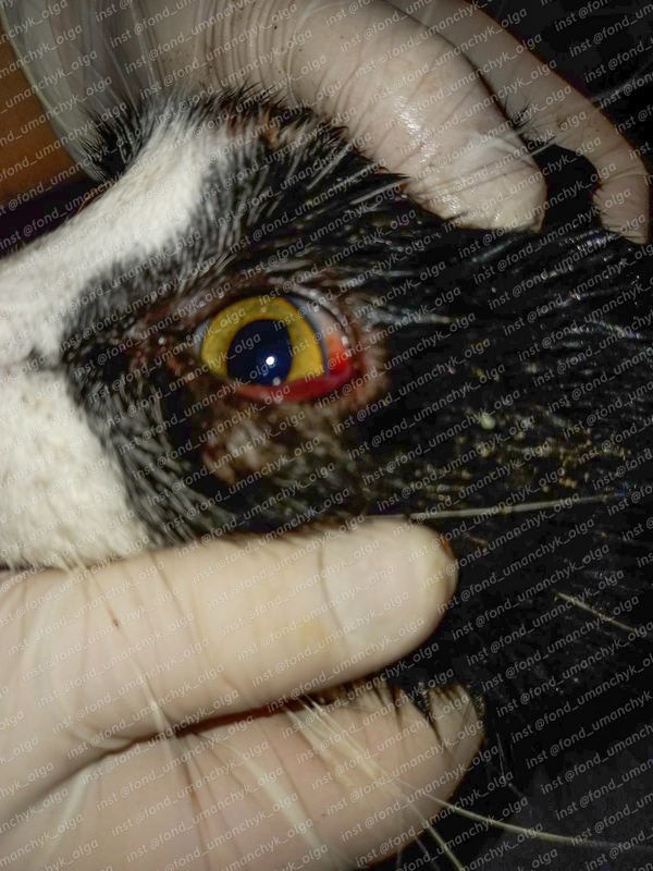 Его жизнь держится на ниточке и зависит от вас