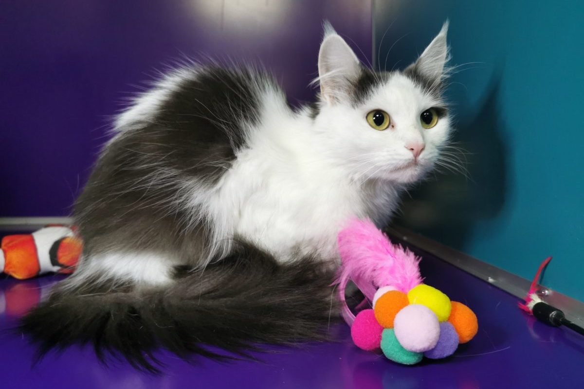 Грустные истории бездомных животных: где найти себе верного друга в Днепре 1