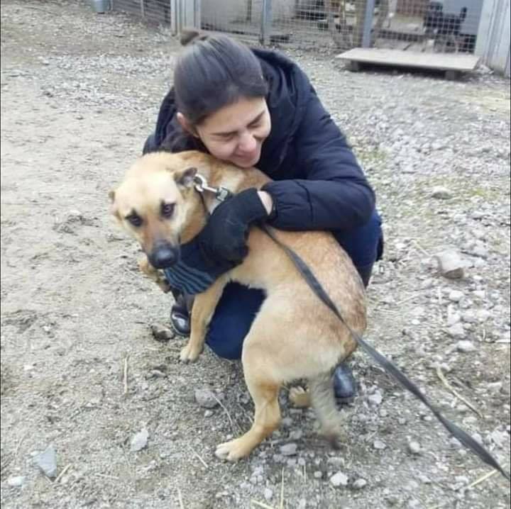 Грустные истории бездомных животных: где найти себе верного друга в Днепре 2