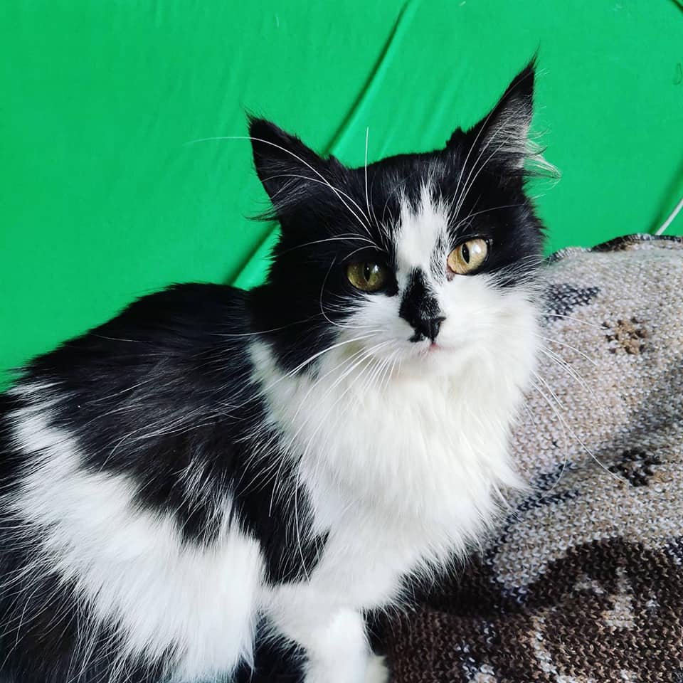 Грустные истории бездомных животных: где найти себе верного друга в Днепре 3