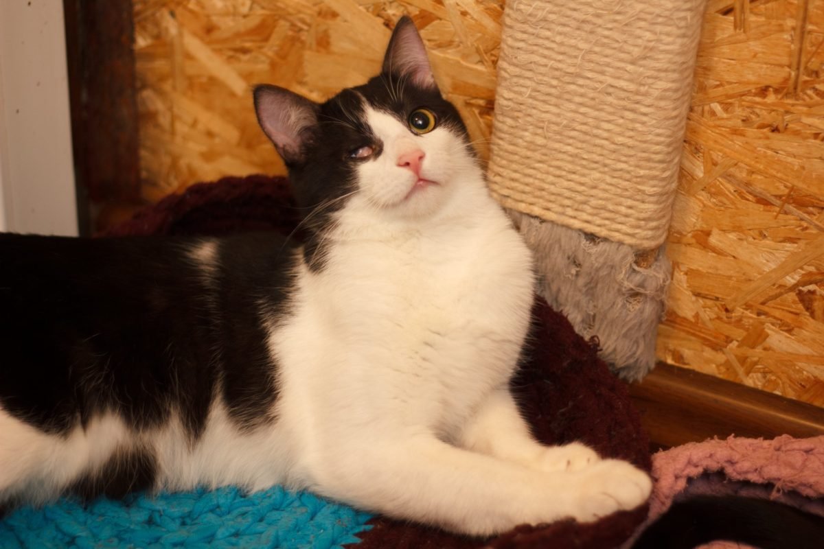 У котика бесконечный запас энергии У котика бесконечный запас энергии