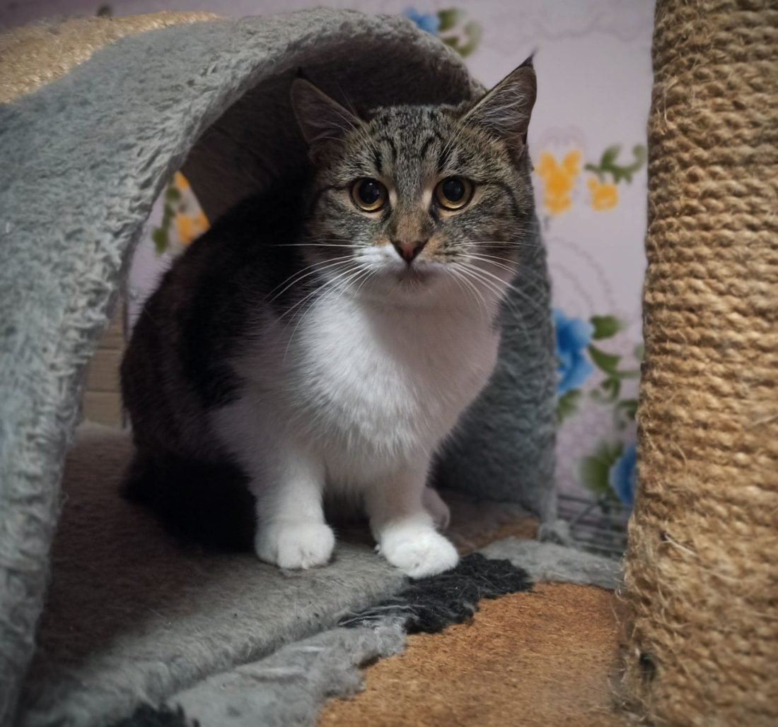 Девочка очень похожа на мейн-куна Девочка очень похожа на мейн-куна