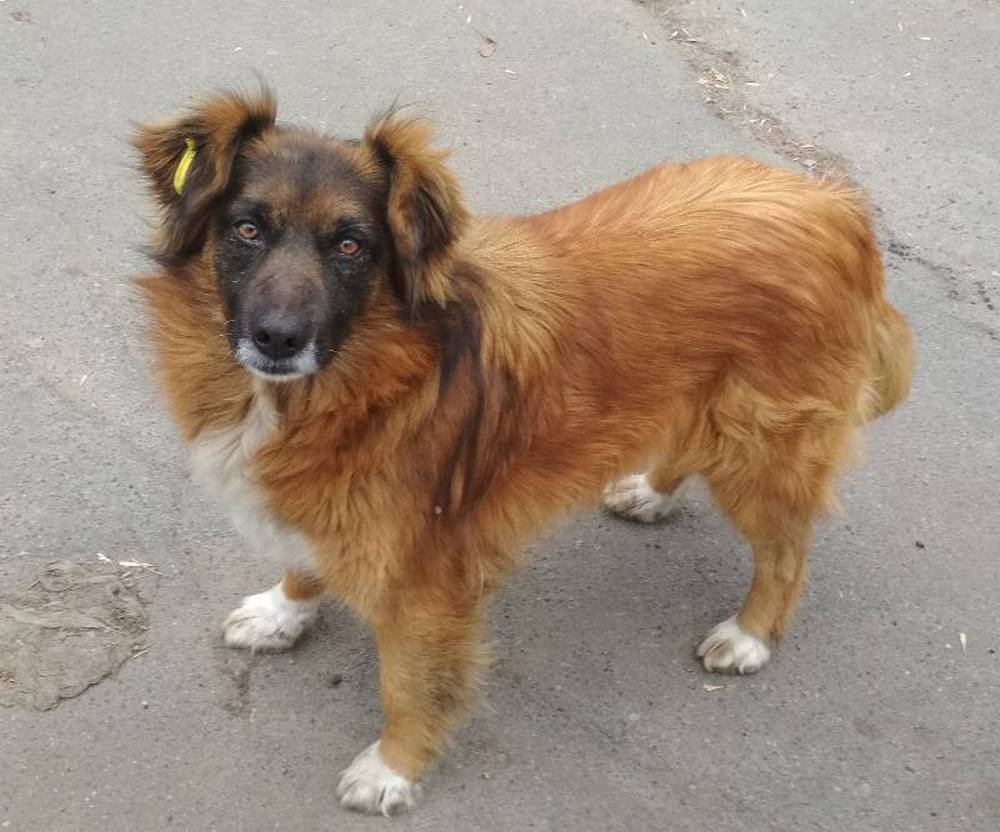 Рыжий почтальон мечтает о своем уголочке в теплом, уютном домике Рыжий почтальон мечтает о своем уголочке в теплом, уютном домике