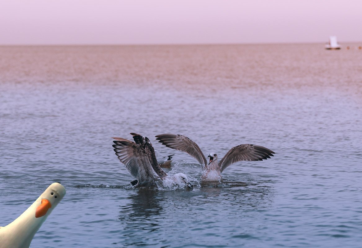 — Рыбы — друзья, а не еда!