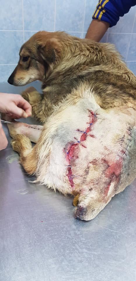 Гарольд Гарольд