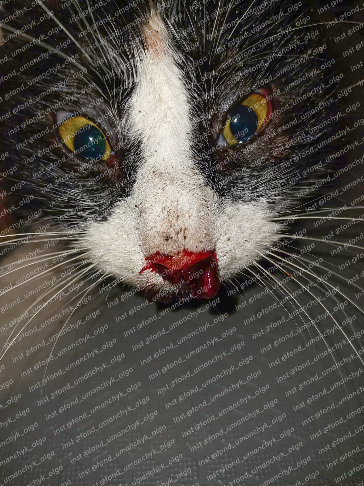 Барсик Барсик