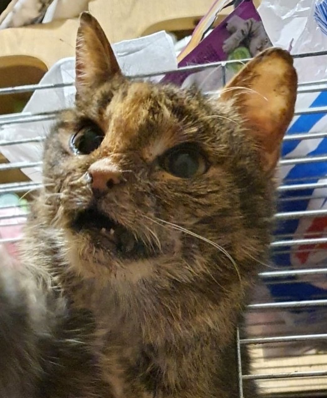 Тигруля Тигруля