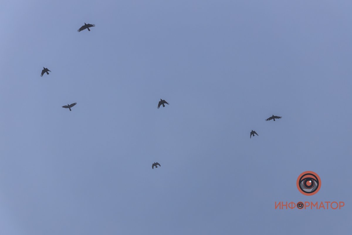 Если бы у птиц были маленькие машинки, чтобы греться в них зимой, им было бы намного проще жить