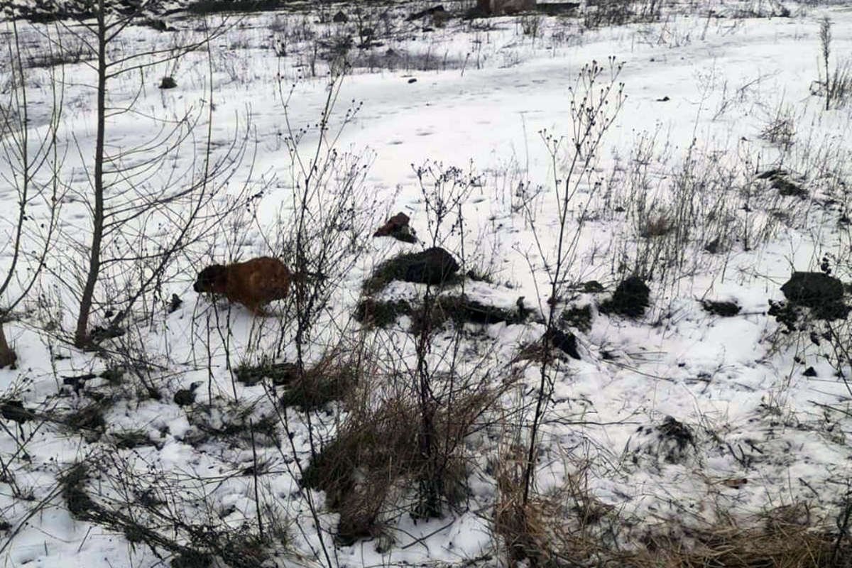 Хвостатый жив и здоров Хвостатый жив и здоров