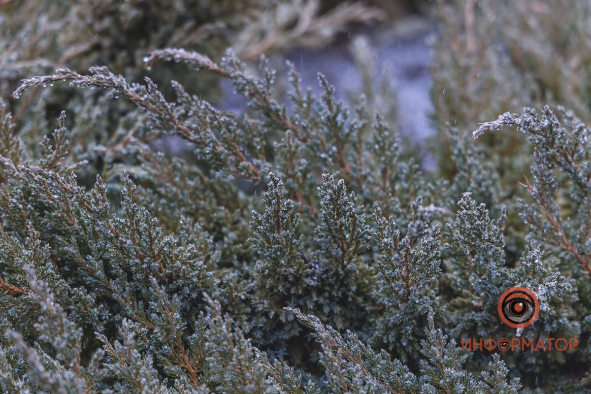 Покрылись снежком