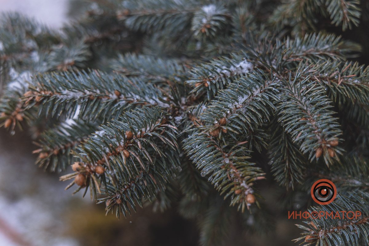 ШО? Новый год?