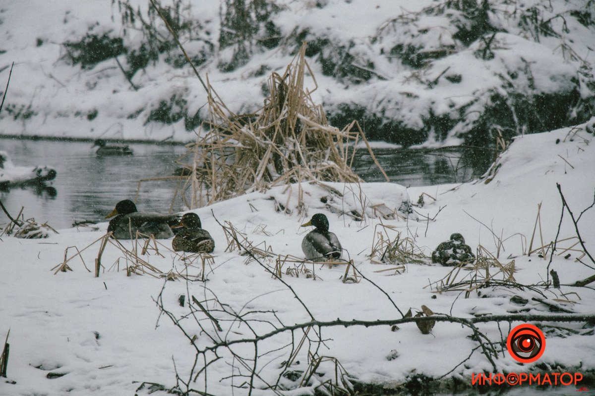 Днепр весь день заметает снегом: фото 55
