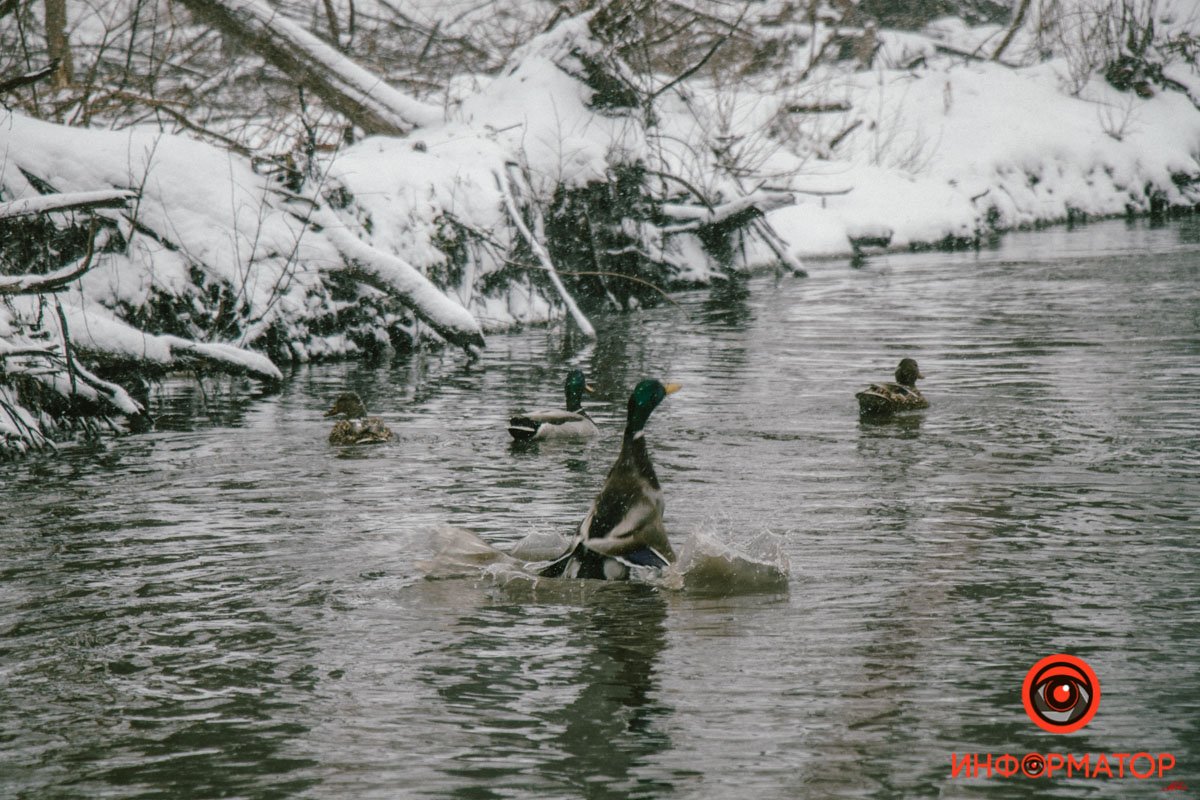 Днепр весь день заметает снегом: фото 57