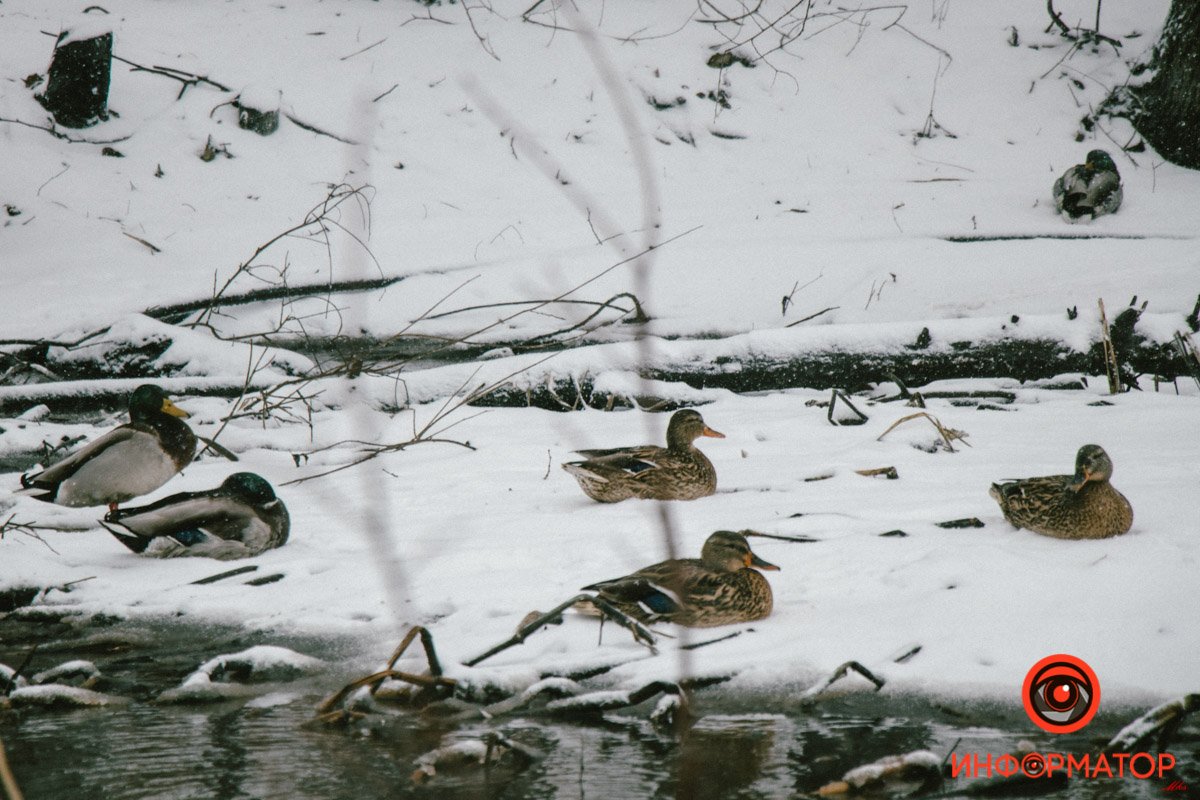 Днепр весь день заметает снегом: фото 58