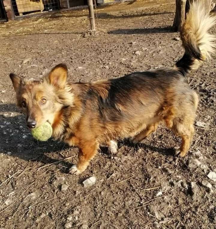 Забавная мохнатая собачка Забавная мохнатая собачка