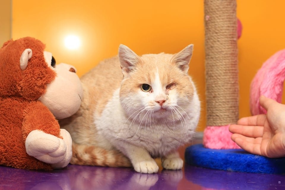 Грустные истории бездомных животных: где найти себе верного друга в Днепре 3