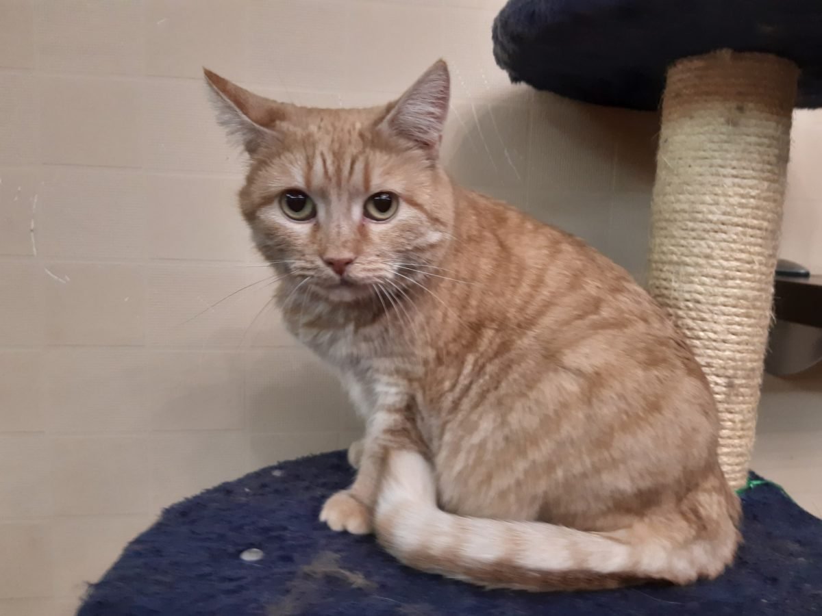 Уютная и спокойная кошка Уютная и спокойная кошка