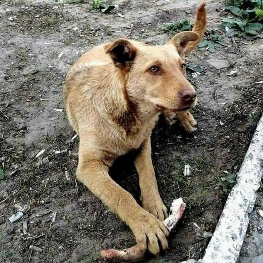 Пугливая девочка с огромным, добрым сердцем Пугливая девочка с огромным, добрым сердцем