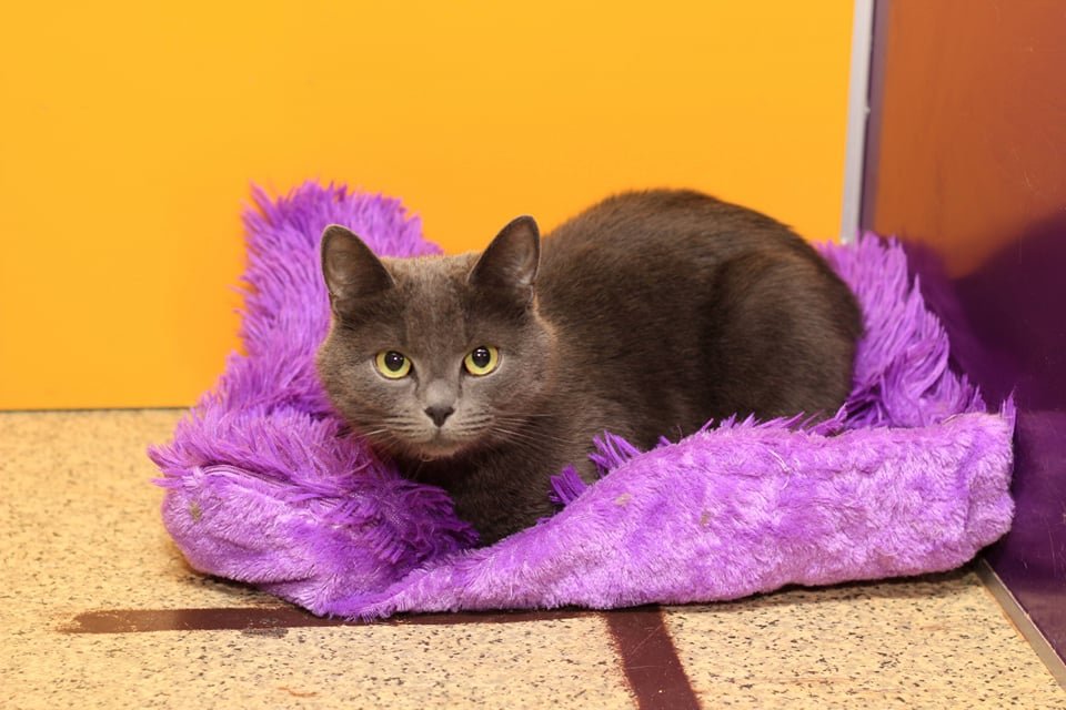 Грустные истории бездомных животных: где найти себе верного друга в Днепре 7