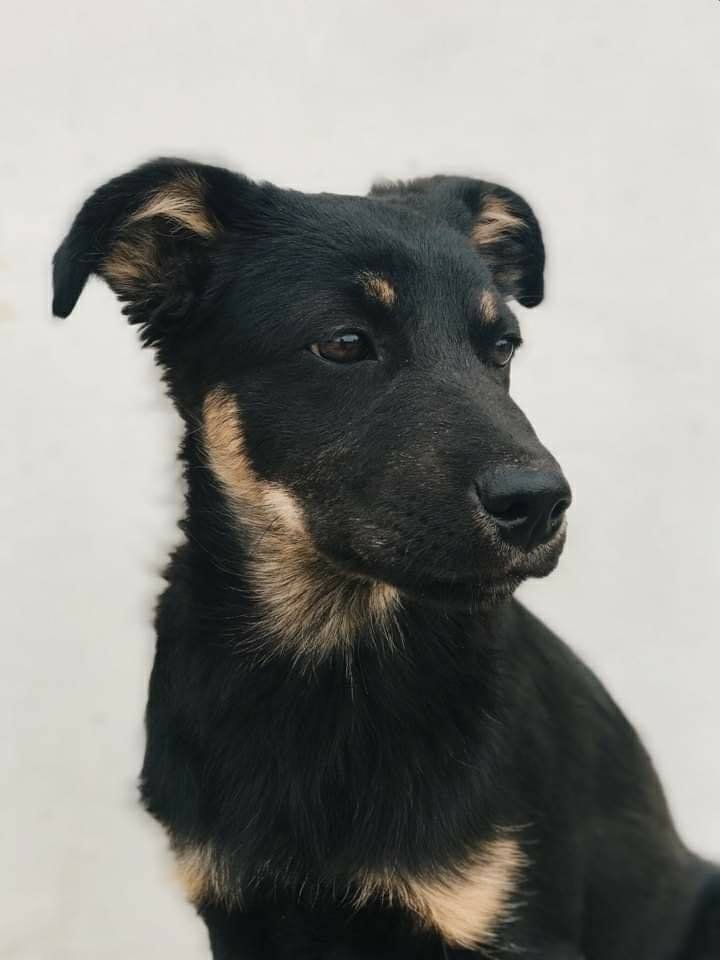 Грустный кусь ищет друга, которого он будет защищать всю жизнь Грустный кусь ищет друга, которого он будет защищать всю жизнь