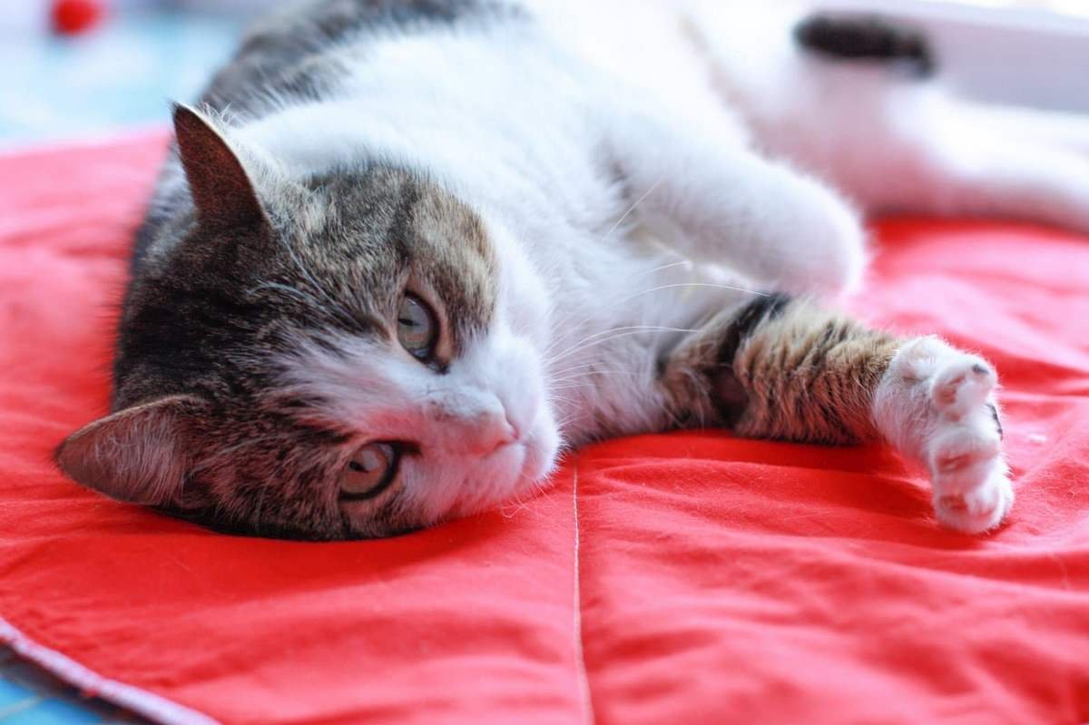 Упитанный комочек нежности Упитанный комочек нежности