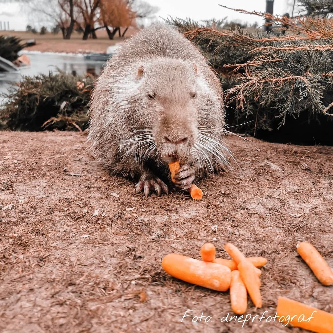 Фото: @dneprfotograf Фото: @dneprfotograf