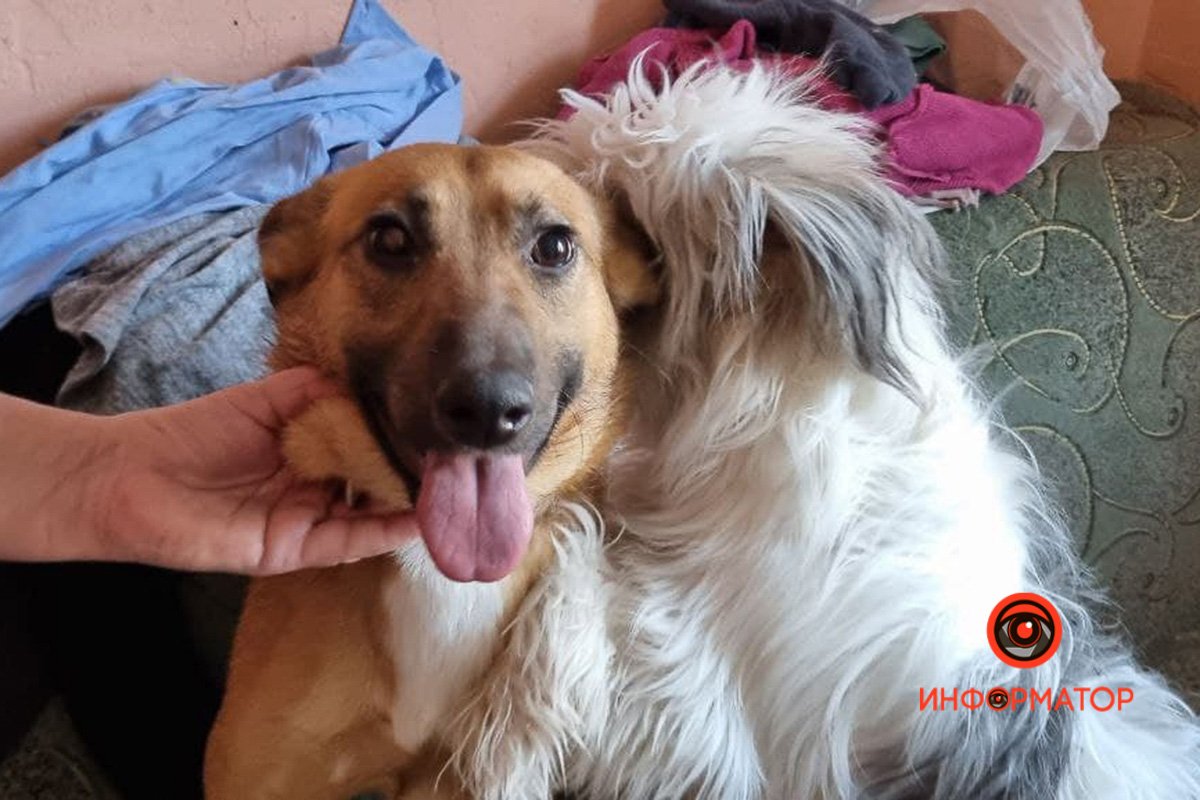 Полину "вернули" в приют, теперь собака снова ищет новый дом Полину "вернули" в приют, теперь собака снова ищет новый дом