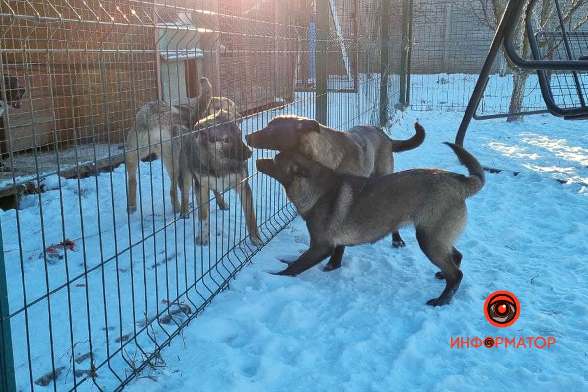 Там есть три породистых песеля Там есть три породистых песеля