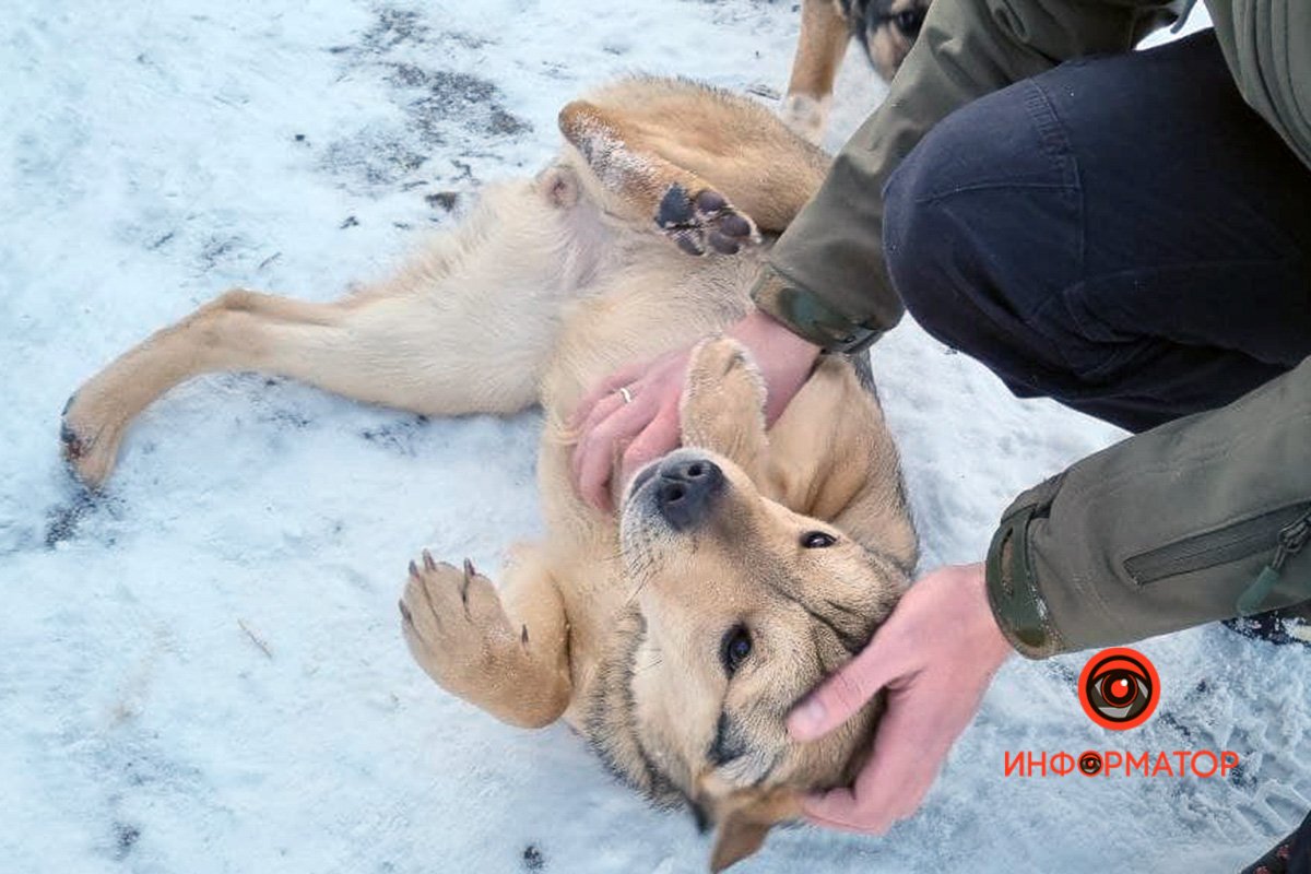 Нежности на снегу Нежности на снегу