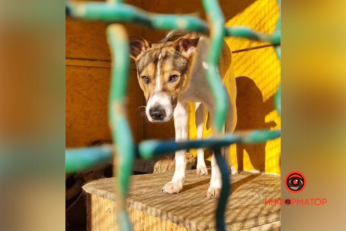 Привет, друг Привет, друг