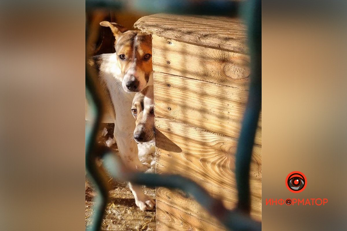 Или даже не одну Или даже не одну