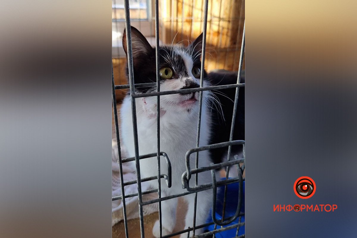 Перейдем к котикам Перейдем к котикам