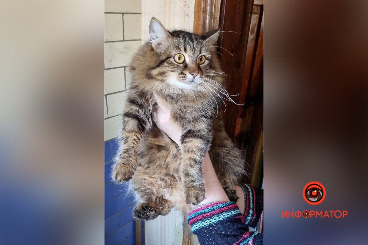 Какой пушистый Какой пушистый