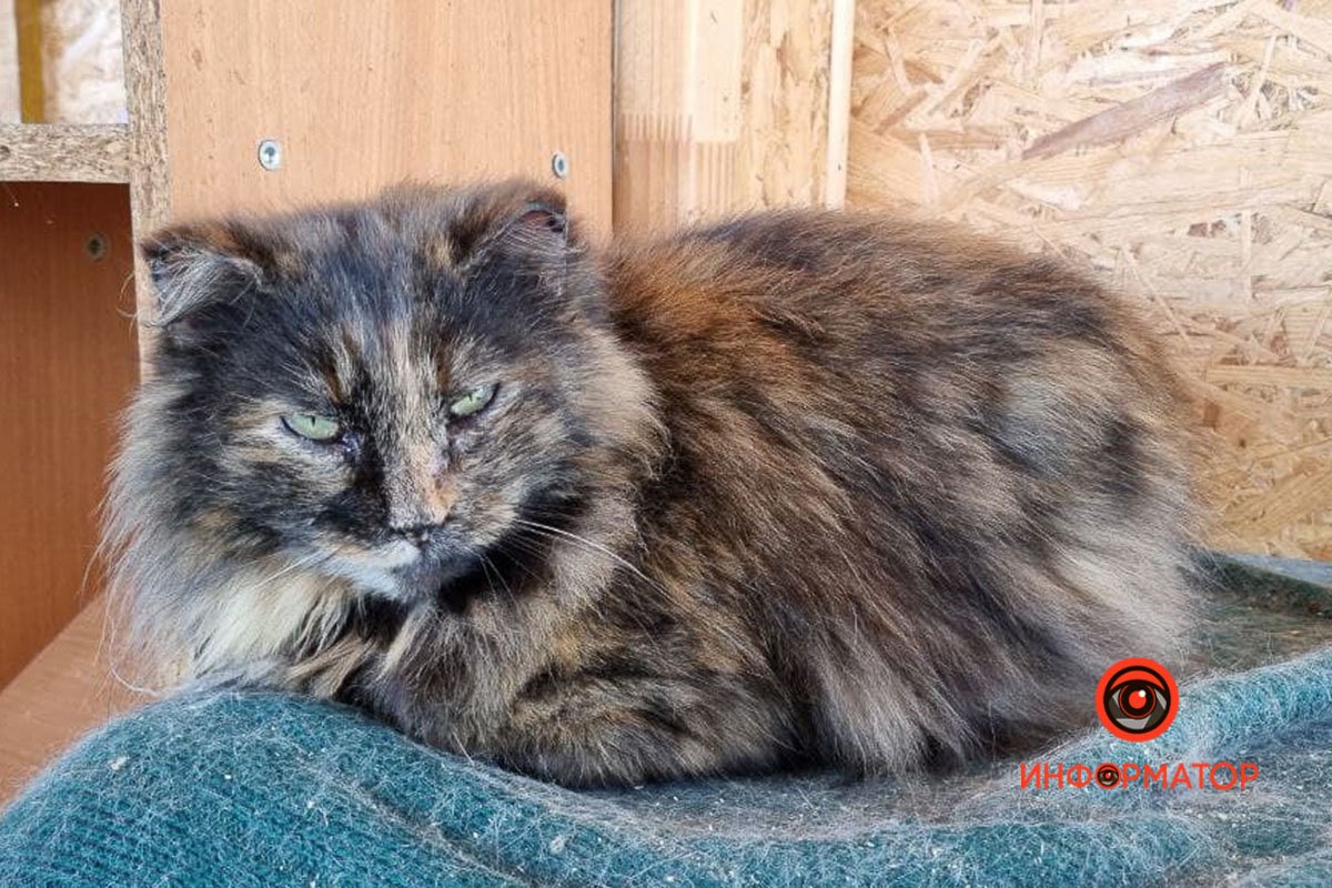 Черепаховая Черепаховая вислоухая в поисках семьи