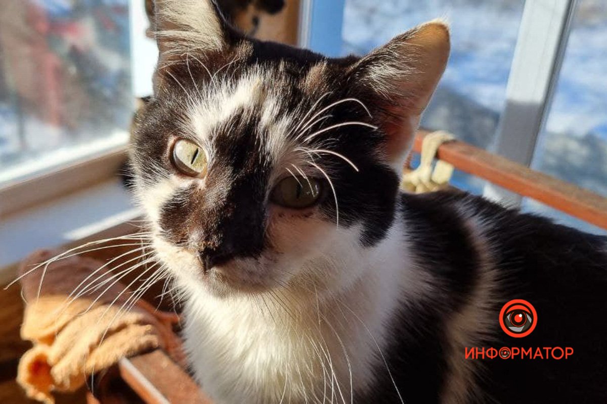 Роршах? Роршах?