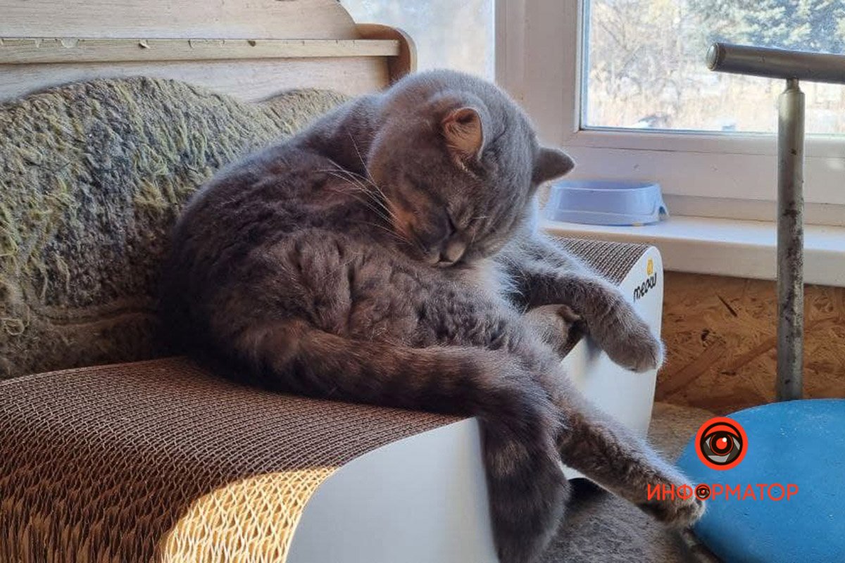 Породистый Породистый толстячок